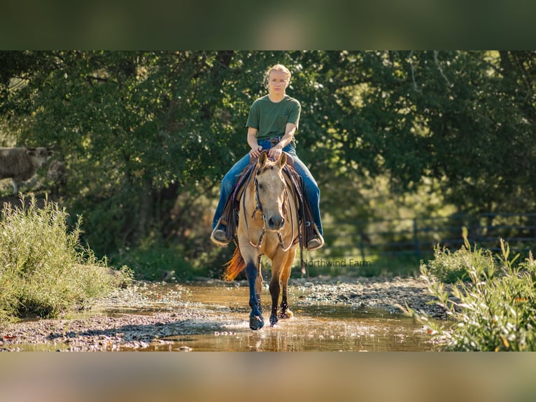 American Quarter Horse Castrone 6 Anni 145 cm Pelle di daino in Millersburg, OH