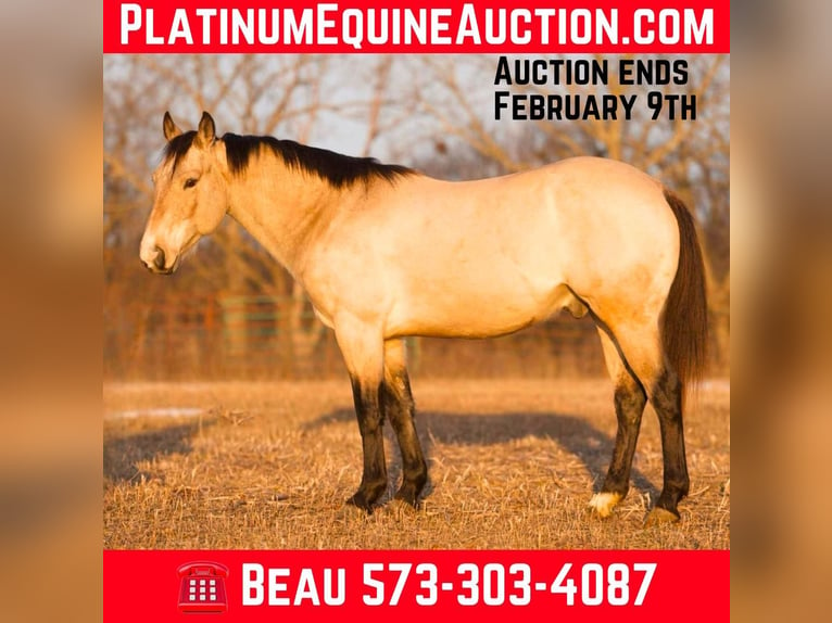 American Quarter Horse Castrone 6 Anni 145 cm Pelle di daino in Sweet Springs MO