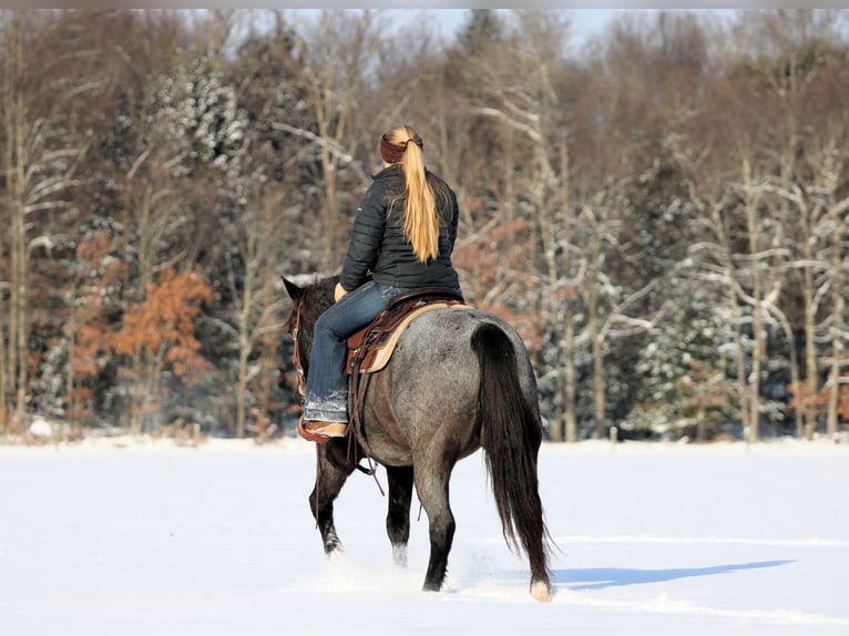 American Quarter Horse Castrone 6 Anni 145 cm Roano blu in Clarion