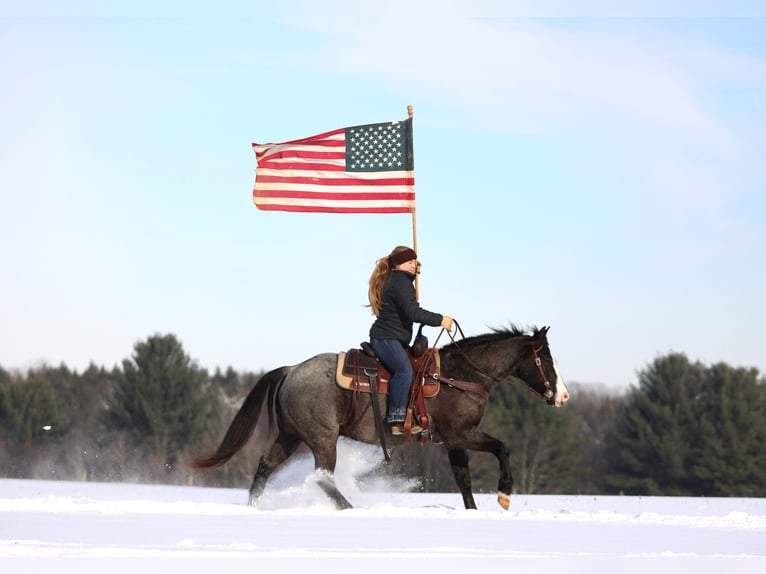 American Quarter Horse Castrone 6 Anni 145 cm Roano blu in Clarion