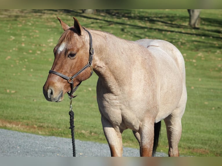 American Quarter Horse Castrone 6 Anni 145 cm Roano rosso in Millerstown PA