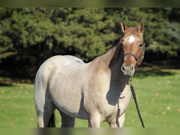 American Quarter Horse Castrone 6 Anni 145 cm Roano rosso in Millerstown PA