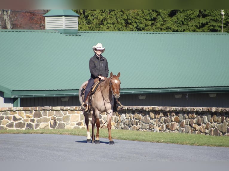 American Quarter Horse Castrone 6 Anni 145 cm Roano rosso in Millerstown PA