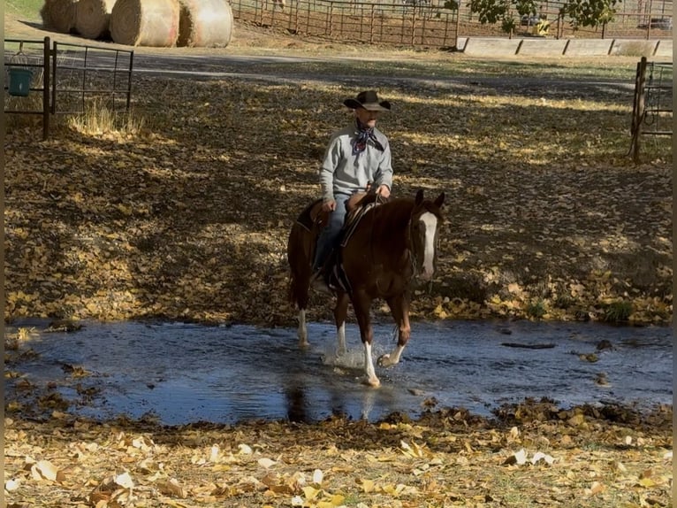 American Quarter Horse Castrone 6 Anni 145 cm Sauro ciliegia in Billings