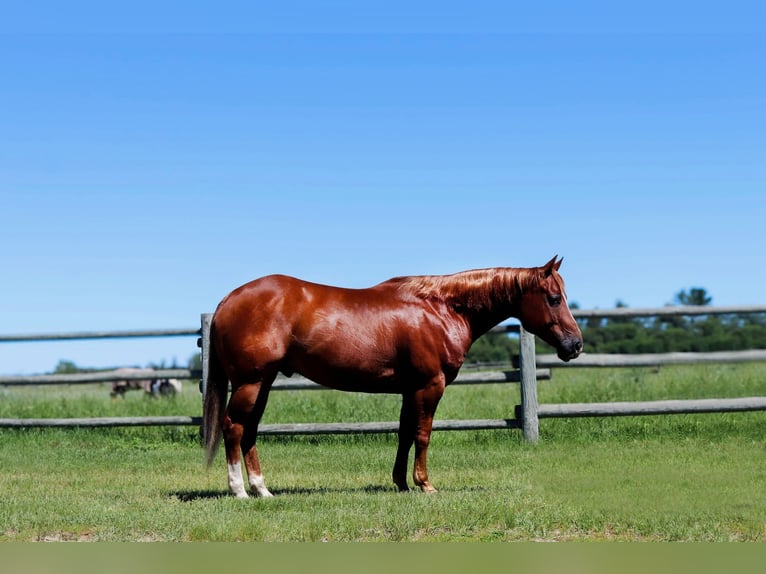 American Quarter Horse Castrone 6 Anni 145 cm Sauro ciliegia in Nevis, MN