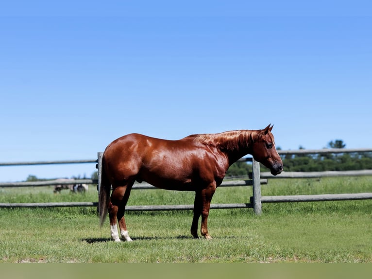 American Quarter Horse Castrone 6 Anni 145 cm Sauro ciliegia in Nevis, MN