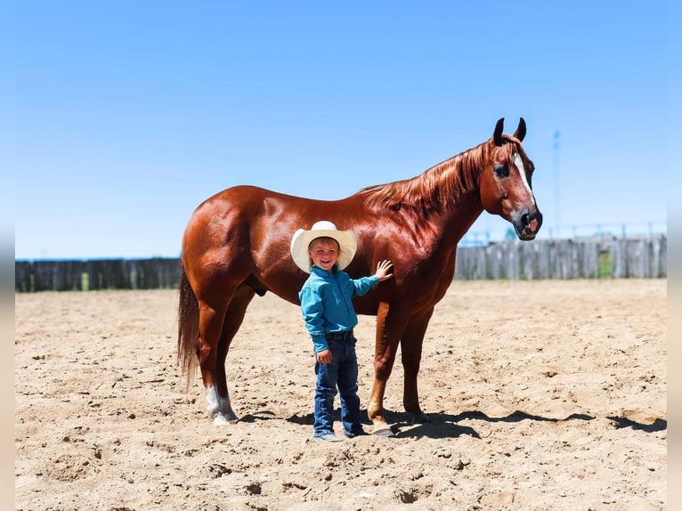 American Quarter Horse Castrone 6 Anni 145 cm Sauro ciliegia in Nevis, MN