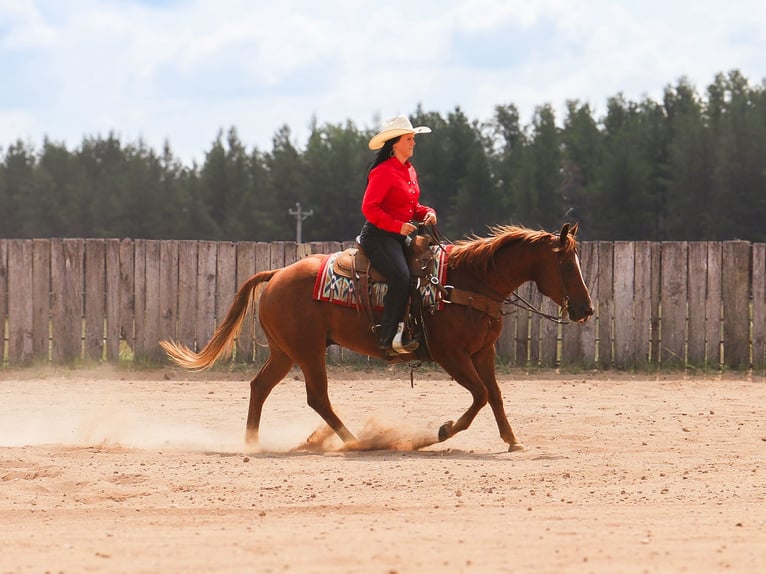 American Quarter Horse Castrone 6 Anni 145 cm Sauro ciliegia in Nevis, MN