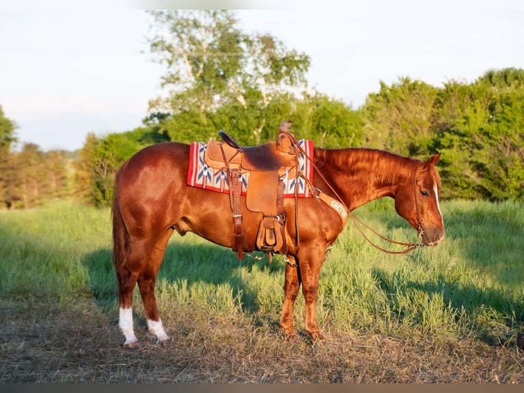 American Quarter Horse Castrone 6 Anni 145 cm Sauro ciliegia in Nevis, MN