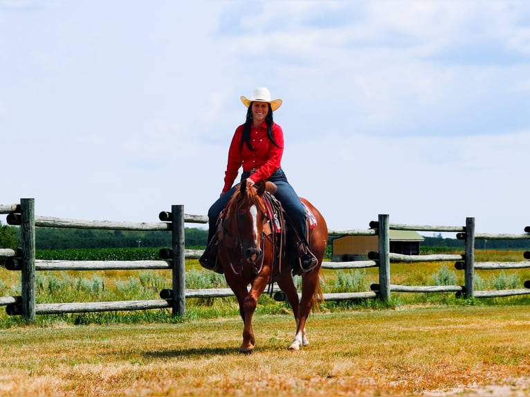 American Quarter Horse Castrone 6 Anni 145 cm Sauro ciliegia in Nevis, MN