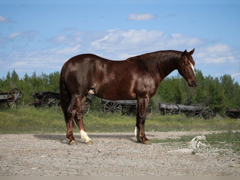 American Quarter Horse Castrone 6 Anni 145 cm Sauro ciliegia in Cody, WY