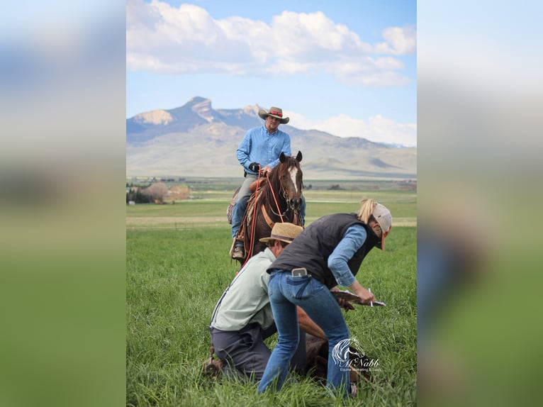 American Quarter Horse Castrone 6 Anni 145 cm Sauro ciliegia in Cody, WY