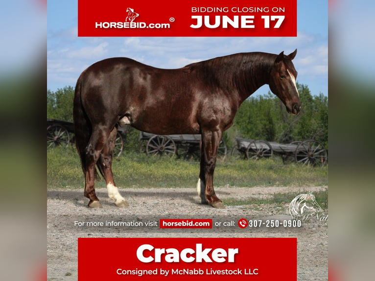 American Quarter Horse Castrone 6 Anni 145 cm Sauro ciliegia in Cody, WY