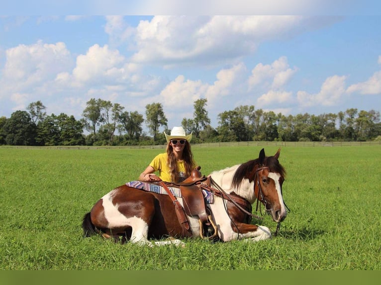 American Quarter Horse Castrone 6 Anni 145 cm Tobiano-tutti i colori in Howell MI