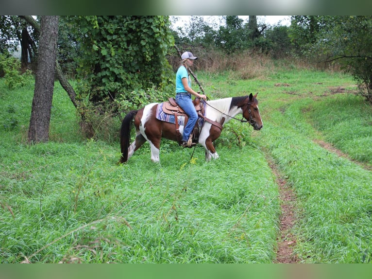 American Quarter Horse Castrone 6 Anni 145 cm Tobiano-tutti i colori in Highland MI