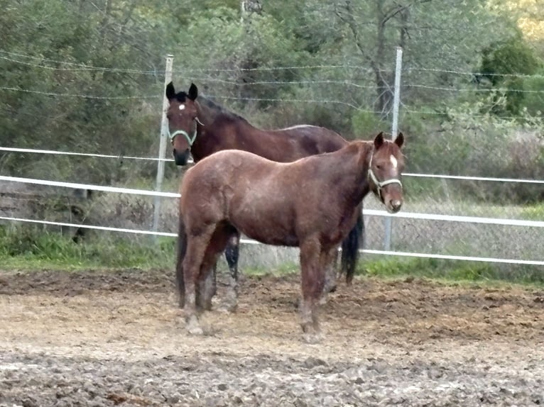 American Quarter Horse Castrone 6 Anni 146 cm Sauro in Almonte