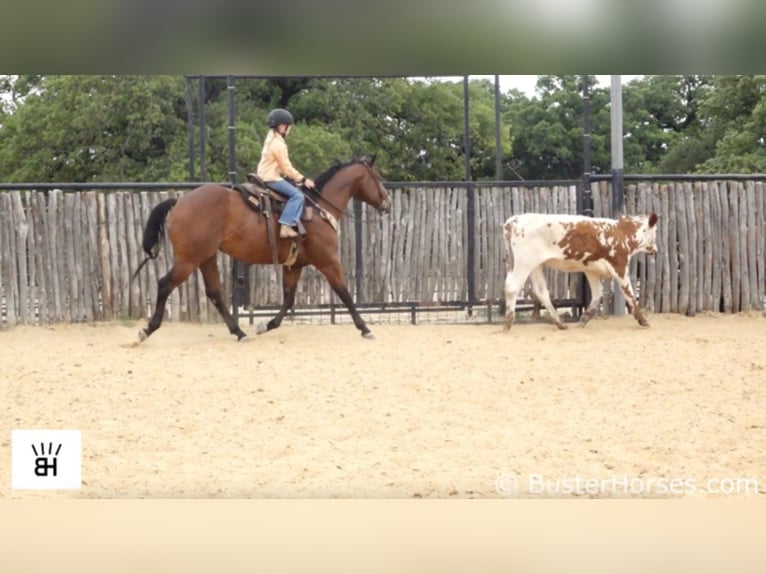 American Quarter Horse Castrone 6 Anni 147 cm Baio ciliegia in Weatherford TX