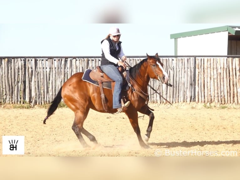 American Quarter Horse Castrone 6 Anni 147 cm Baio ciliegia in Weatherford TX