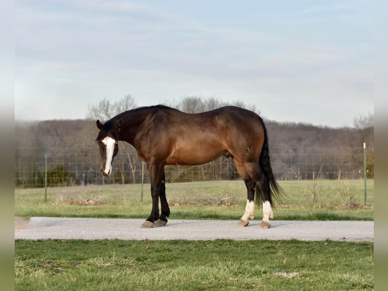 American Quarter Horse Castrone 6 Anni 147 cm Baio ciliegia in Sweet Springs MO