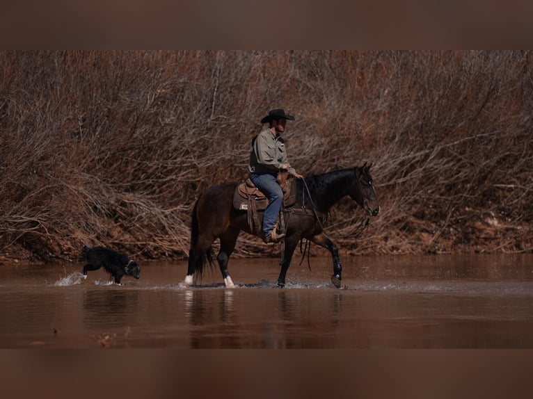 American Quarter Horse Castrone 6 Anni 147 cm Baio ciliegia in Sweet Springs MO