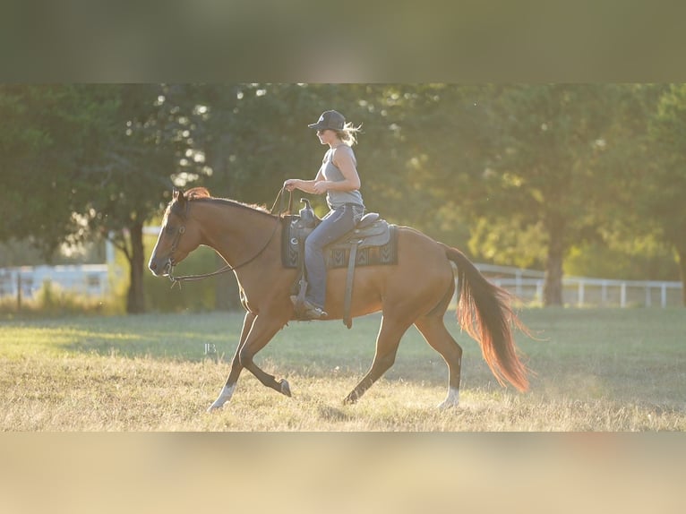 American Quarter Horse Mix Castrone 6 Anni 147 cm Baio ciliegia in Terrell