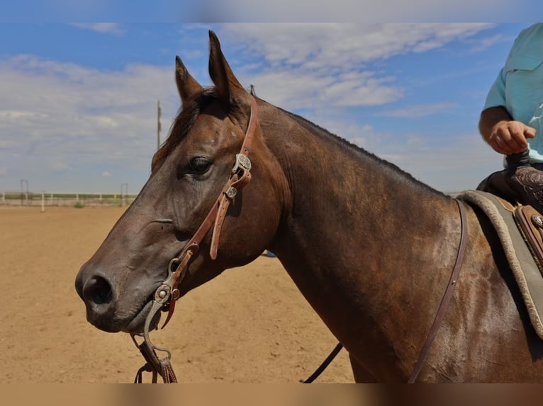 American Quarter Horse Castrone 6 Anni 147 cm Baio ciliegia in Dalhart, TX