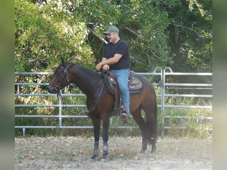 American Quarter Horse Castrone 6 Anni 147 cm Baio in Kirchentellinsfurt