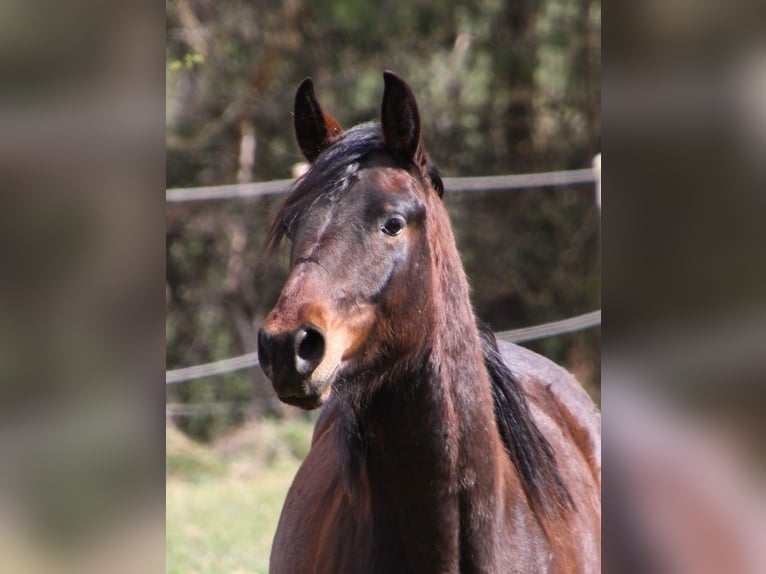 American Quarter Horse Castrone 6 Anni 147 cm Baio in Kirchentellinsfurt