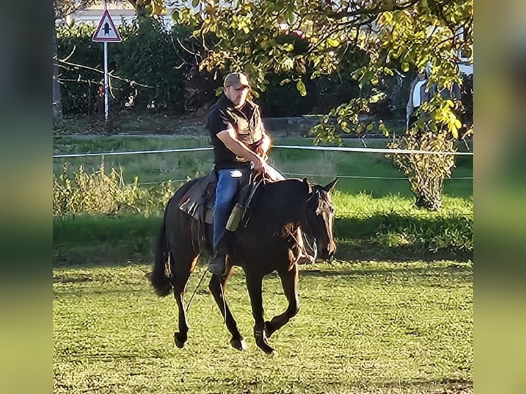 American Quarter Horse Castrone 6 Anni 147 cm Baio in Kirchentellinsfurt