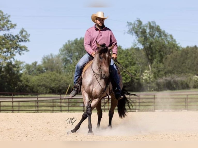 American Quarter Horse Castrone 6 Anni 147 cm Baio roano in River Falls WI