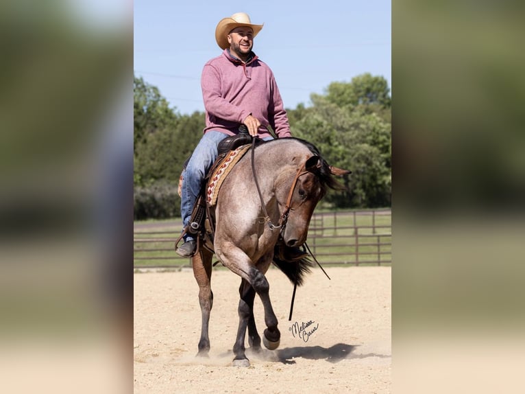 American Quarter Horse Castrone 6 Anni 147 cm Baio roano in River Falls WI