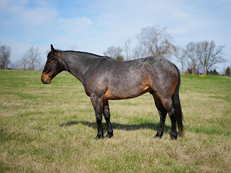 American Quarter Horse Castrone 6 Anni 147 cm Baio roano in Madisonville KY