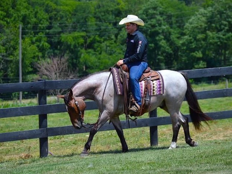 American Quarter Horse Mix Castrone 6 Anni 147 cm Baio roano in Fredericksburg, OH