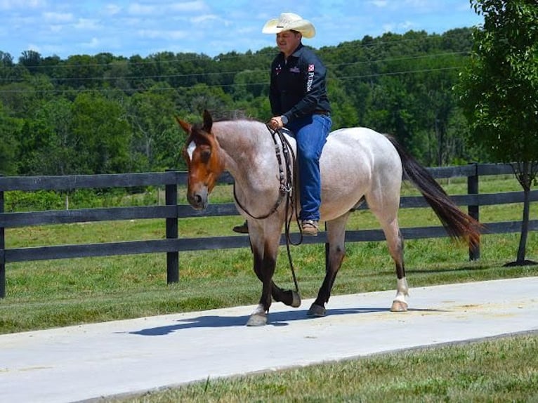American Quarter Horse Mix Castrone 6 Anni 147 cm Baio roano in Fredericksburg, OH