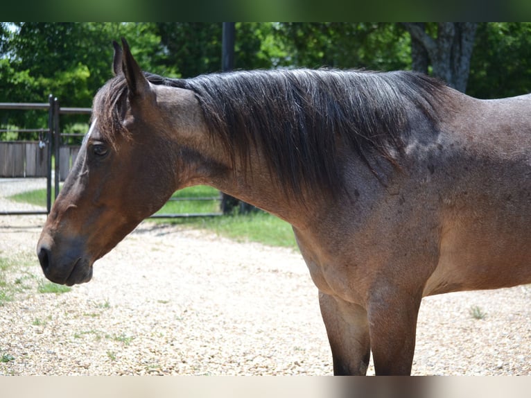 American Quarter Horse Castrone 6 Anni 147 cm Baio roano in Leonard, TX