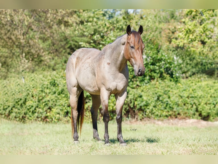 American Quarter Horse Castrone 6 Anni 147 cm Baio roano in Ravenna