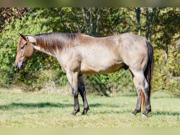 American Quarter Horse Castrone 6 Anni 147 cm Baio roano in Ravenna