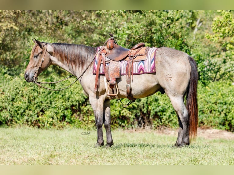 American Quarter Horse Castrone 6 Anni 147 cm Baio roano in Ravenna