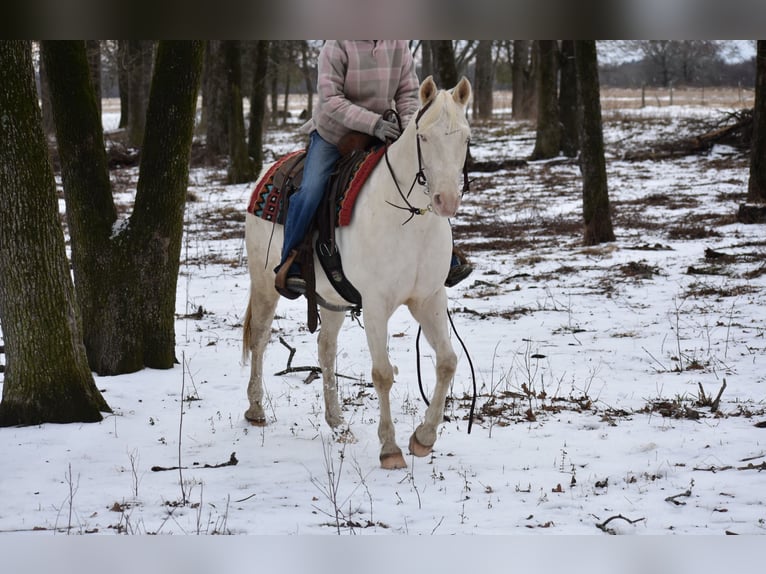 American Quarter Horse Castrone 6 Anni 147 cm Cremello in Sulphur Springs