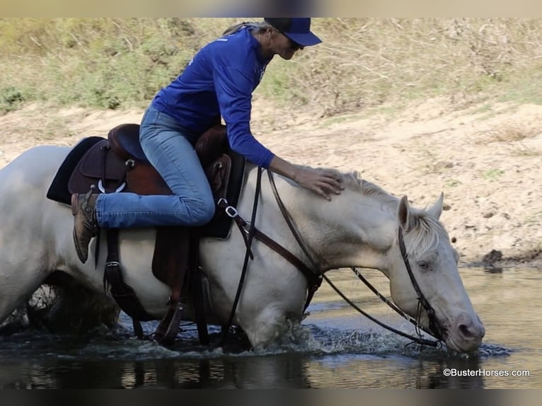 American Quarter Horse Castrone 6 Anni 147 cm Cremello in Weatherford TX