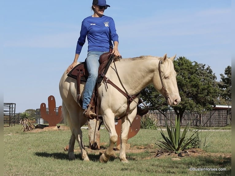 American Quarter Horse Castrone 6 Anni 147 cm Cremello in Weatherford TX