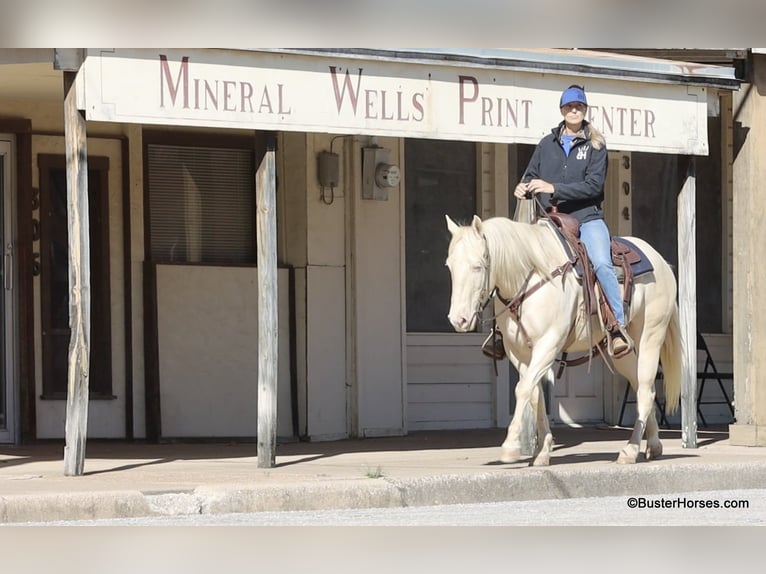 American Quarter Horse Castrone 6 Anni 147 cm Cremello in Weatherford TX