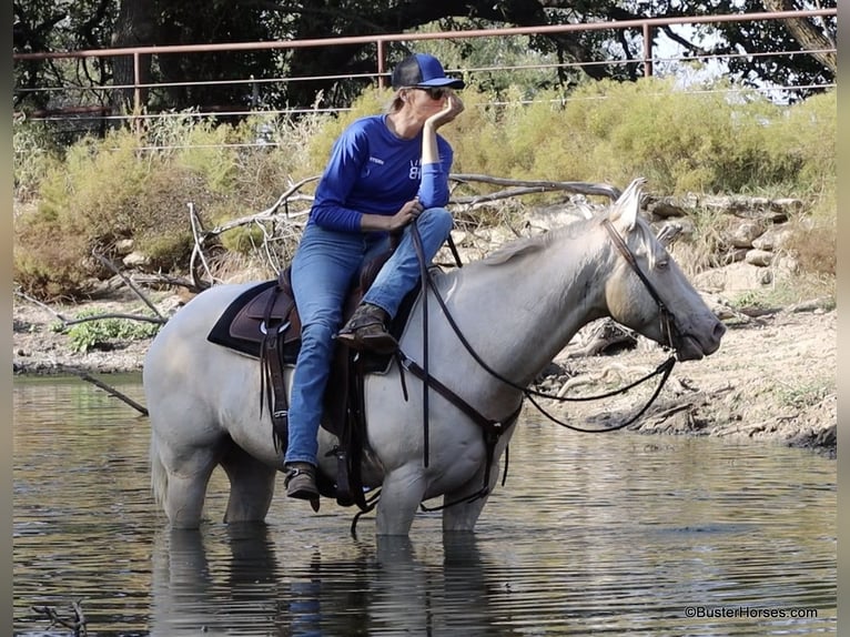 American Quarter Horse Castrone 6 Anni 147 cm Cremello in Weatherford TX