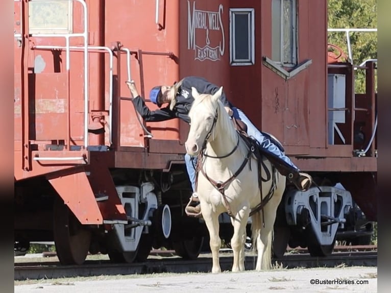 American Quarter Horse Castrone 6 Anni 147 cm Cremello in Weatherford TX