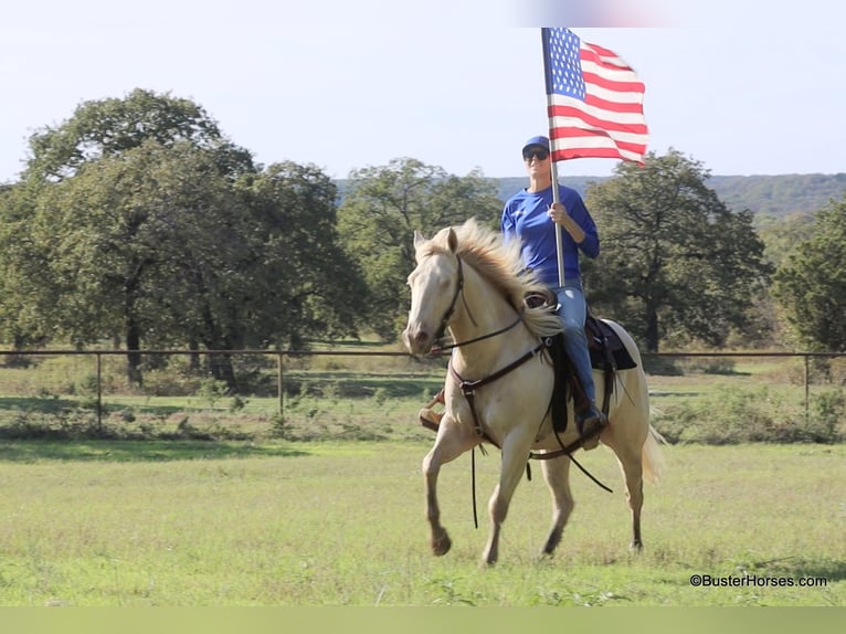 American Quarter Horse Castrone 6 Anni 147 cm Cremello in Weatherford TX