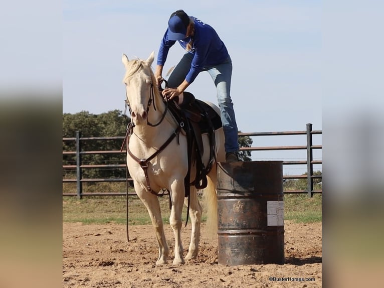 American Quarter Horse Castrone 6 Anni 147 cm Cremello in Weatherford TX