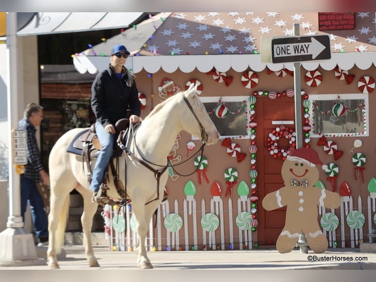 American Quarter Horse Castrone 6 Anni 147 cm Cremello in Weatherford TX