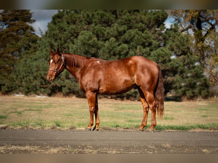 American Quarter Horse Castrone 6 Anni 147 cm in Grand Island, NE