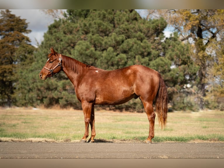 American Quarter Horse Castrone 6 Anni 147 cm in Grand Island, NE