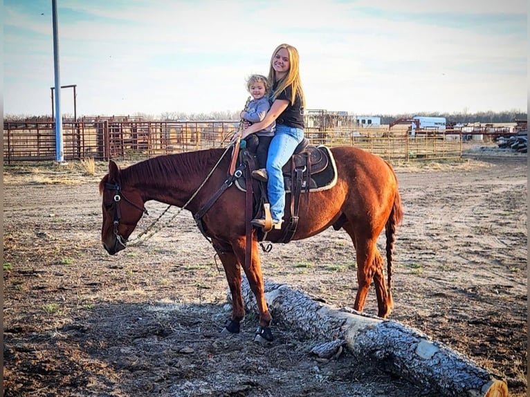 American Quarter Horse Castrone 6 Anni 147 cm in Grand Island, NE